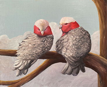 A Couple of Wind Swept Galahs