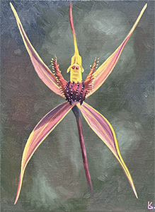 Romulea Rosea