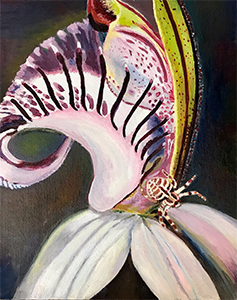 Spring Bloom - Spider Orchid Splendour